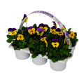 Penséer Cornuta Ø9 cm 6-pack